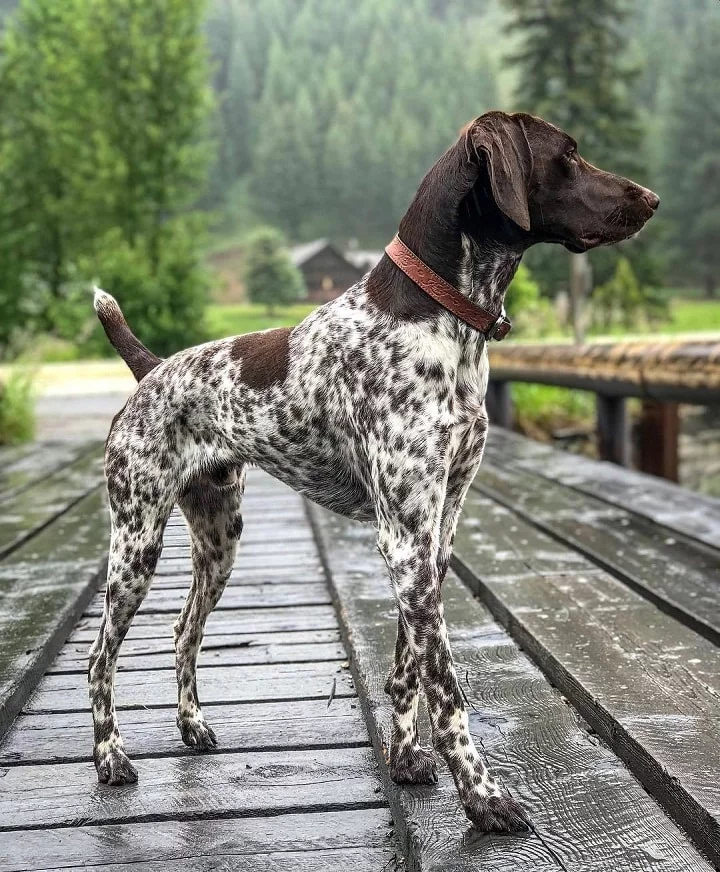 German Shorthaired Pointer which is similar to Portuguese Pointer