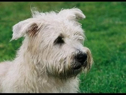 Glen of Imaal Terrier which is similar to Skye Terrier