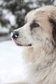 Great Pyrenees which is similar to Slovensky Cuvac