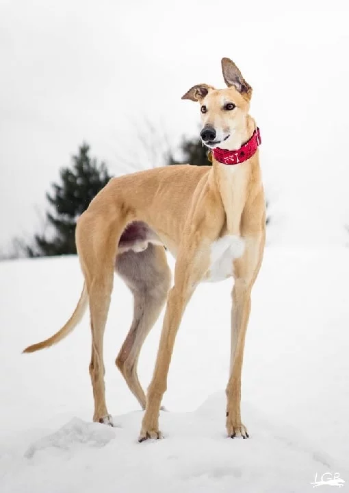 Greyhound dog which is similar to Sloughi