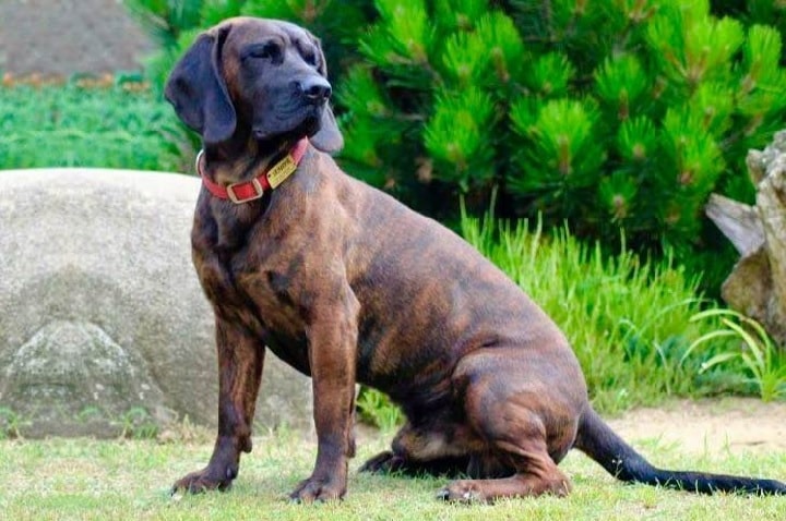 Hanoverian scenthound which is similar to Slovensky Kopov
