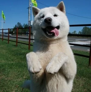 Hokkaido which is similar to Shikoku dog