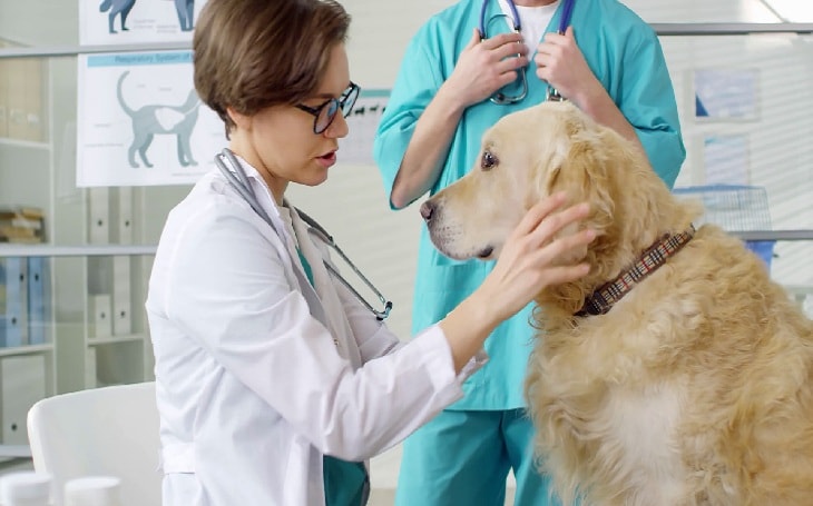 A vet examining a dog.