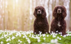 are irish water spaniel puppies lazy