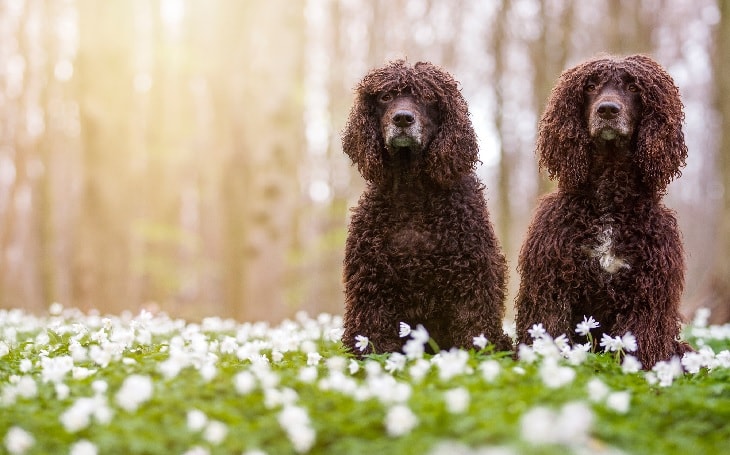 Irish Water Spaniel Dog Breed.