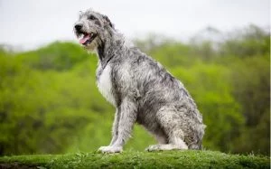 Irish Wofhound Dog Breed.