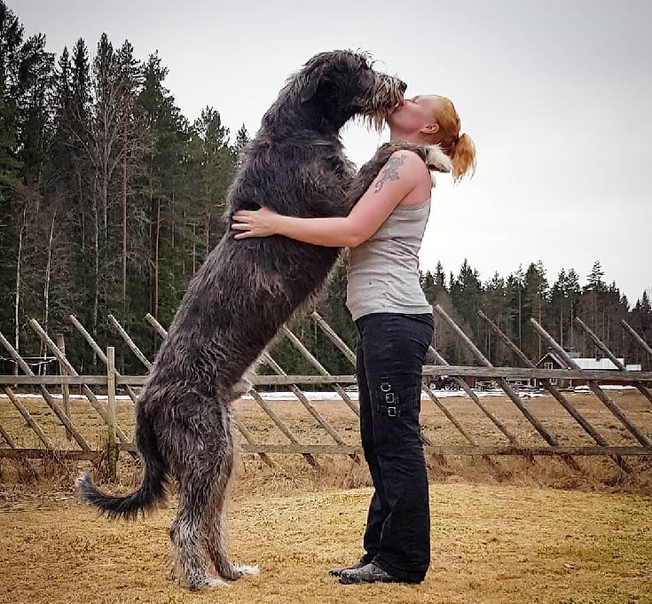 irish wolfhound with kids