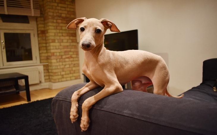 italian greyhound puppy