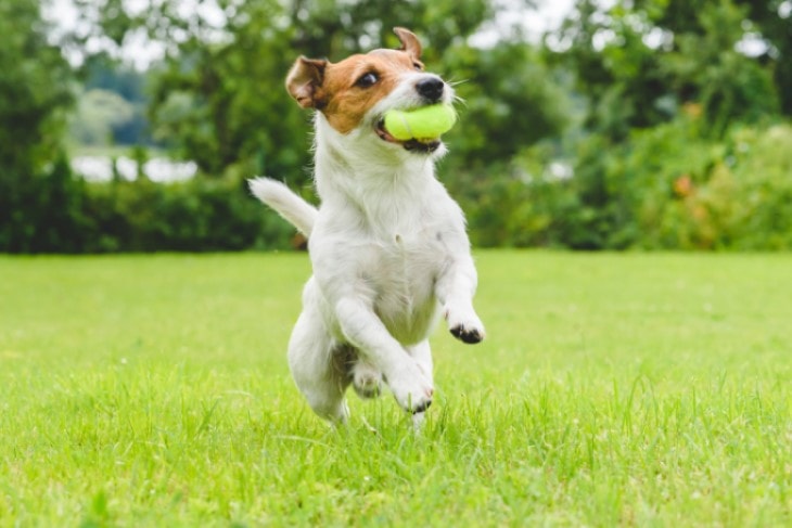 Russel Terrier Needs Early Training