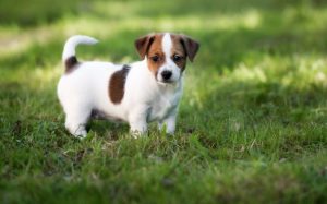 A cute little Jack Russell Terrier posing.