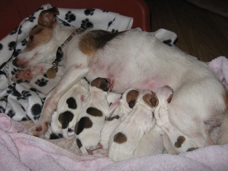 Jack Russell Terrier Puppies Behavior and Characteristics Until One