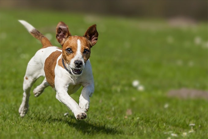 Jack Russell Terrier which similar breed to Smooth Fox Terrier