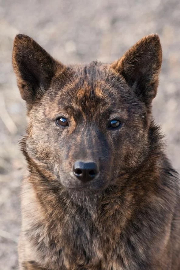 Kai Ken which is similar to Shikoku dog