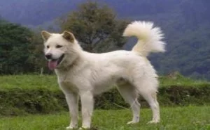 Kintamani is the new internationally recognized Indonesian breed.