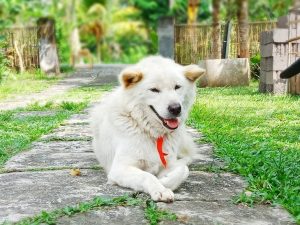 All About Kintamani Dog Breed – Origin, Behavior, Trainability, Facts ...