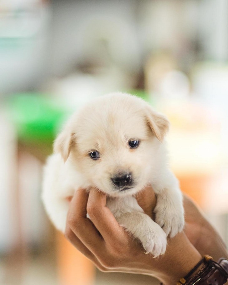 old time mountain feist dog breed