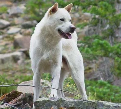 Kishu Ken which is similar to Shikoku dog