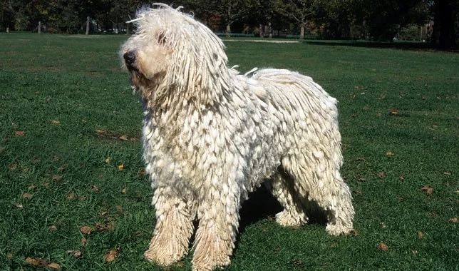 Komondor which is similar to Puli
