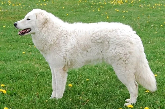 Kuvasz which is similar to Slovensky Cuvac