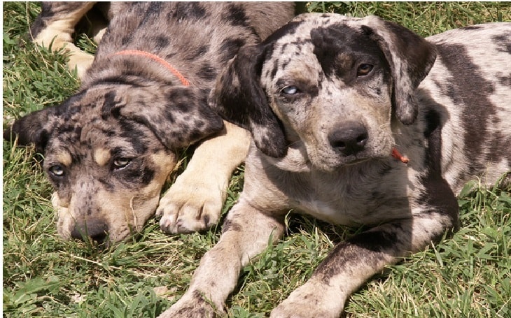 Two Labahoula dogs sitting.