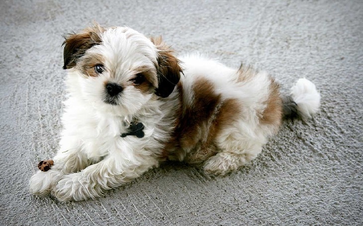 A Maltese Shih Tzu posing.