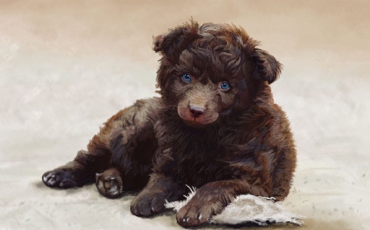 Brown Mudi Puppy.