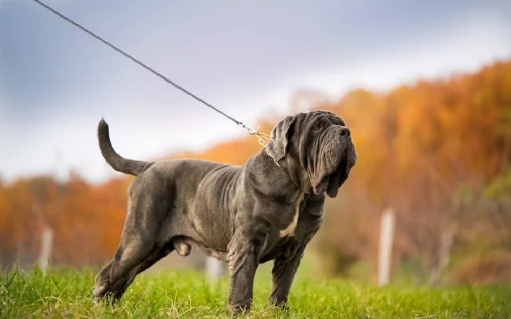 Sturdy Looking Neapolitan Mastiff.