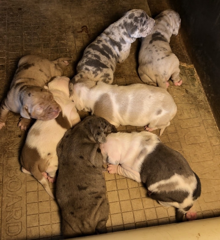 Catahoula Growth Chart