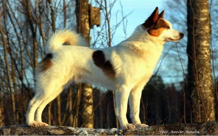 Beautiful Norbottenspets Dog.