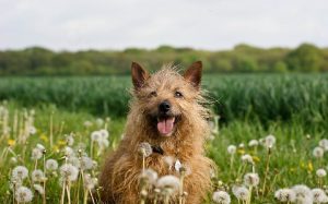 Happy Norwich Terrier Dog.