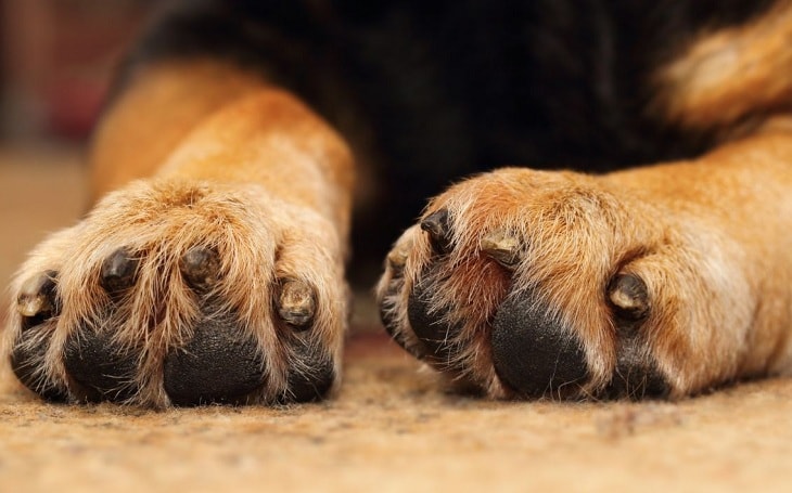 Paws of a dog.