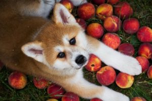 A dog with some peaches.