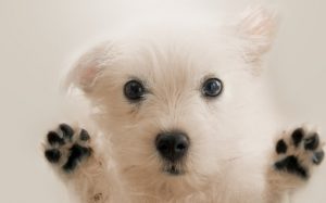 A cute white dog showing its paws.