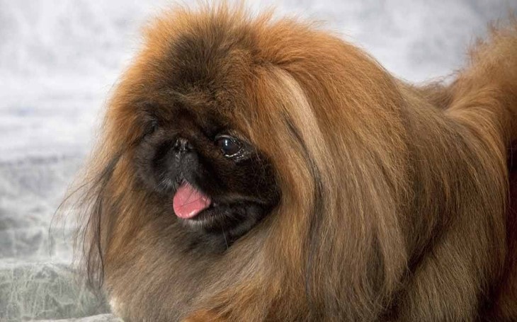 Pekingese Dogs Are Very Loyal