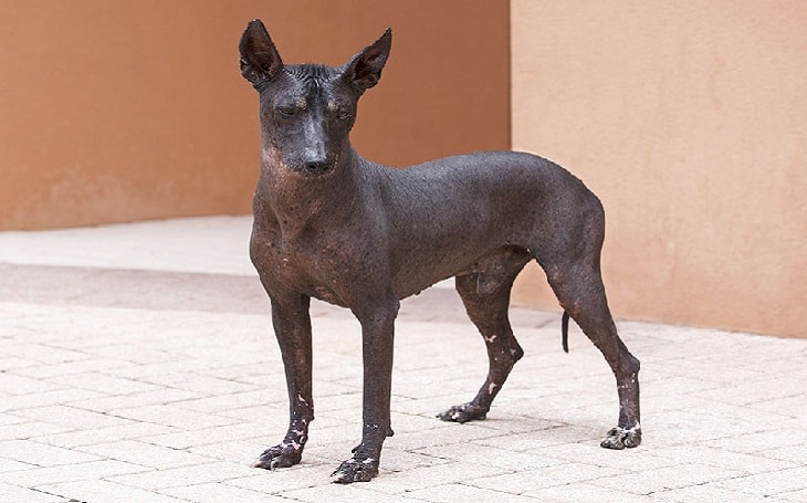 peruvian hairless dog breeders