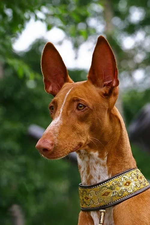 Pharaoh Hound dog which is similar to Sloughi
