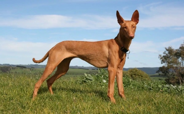 A Pharaoh Hound standing.