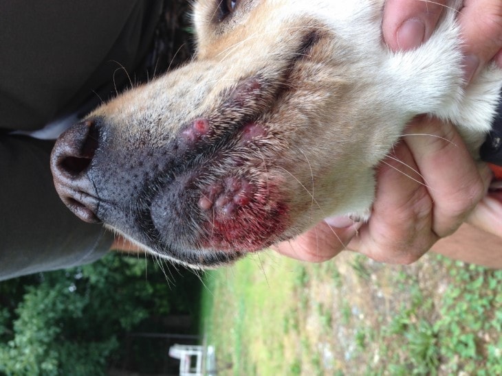 A dog infected by poison Ivy.