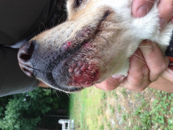 can dogs get a rash from poison oak