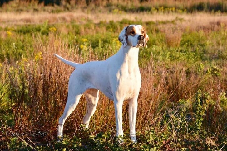 Pointer which is similar to Portuguese Pointer