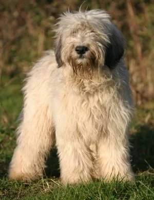 Polish Lowland Sheepdog which is similar to Puli