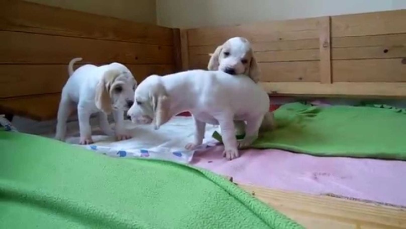 Porcelaine Puppies Require Early Training