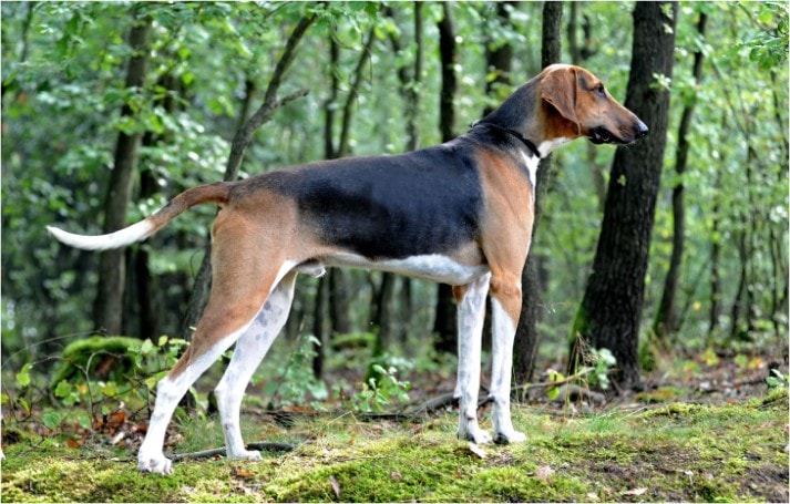 are poitevin hound aggressive