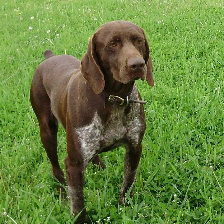 Portuguese Pointer which is similar to English Pointer