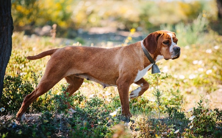 Portuguese Pointer history and behavior