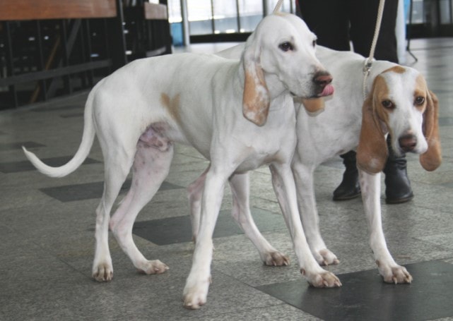Porcelaine Are Highly Energetic Dog Breeds