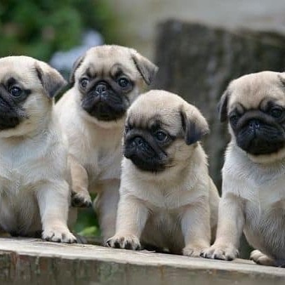 All About Pug Dog Breed – Origin, Behavior, Trainability, Facts, Puppy