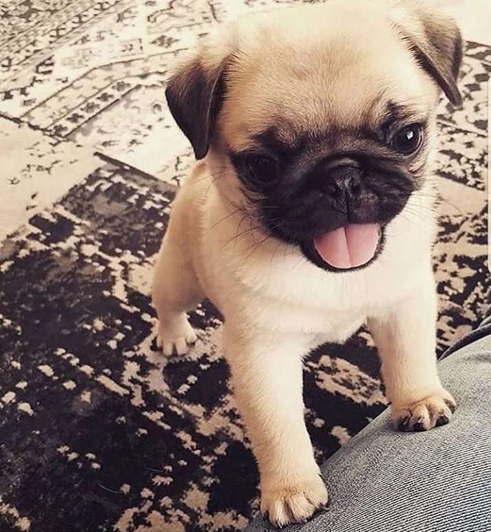 cute pug puppies