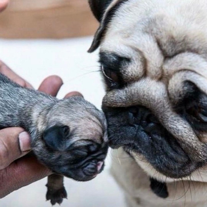 Pug Puppy cost