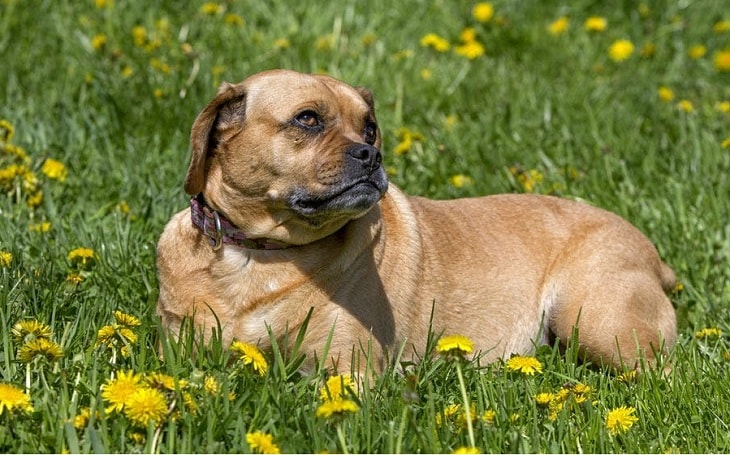 A puggle posing.